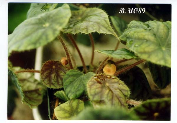 B. u089
